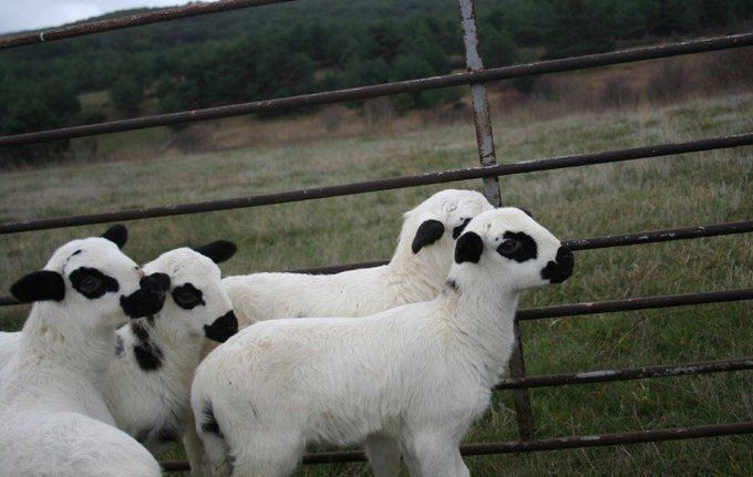 Asaja urge una batería de medidas para los sectores ganaderos en crisis por el Covid-19