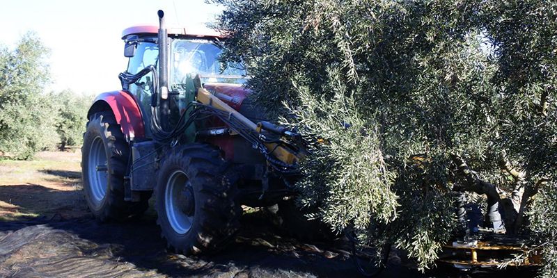 Castilla-La Mancha ha abonado ya 555 millones de euros de ayudas de la PAC con el nuevo pago realizado hoy a 5.000 agricultores y ganaderos