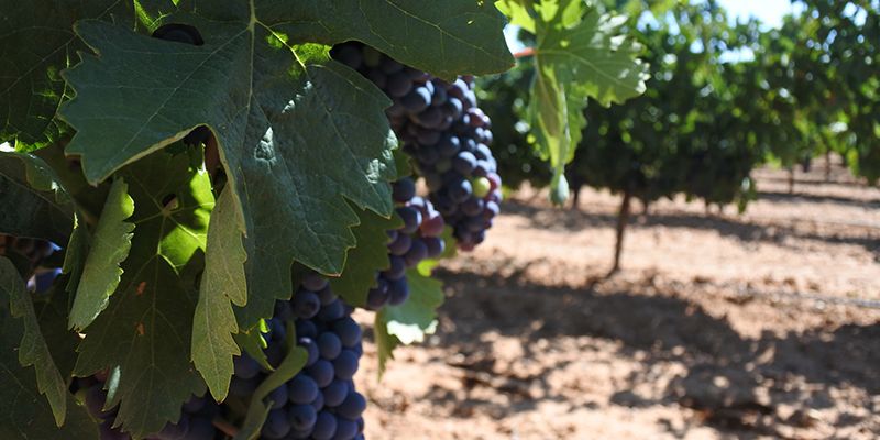 Castilla-La Mancha solicita la ampliación del periodo de solicitud única de las ayudas de la PAC hasta el 15 de junio por la situación excepcional actual