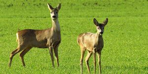 El Campus de Cuenca acogerá el Congreso Internacional de Salud y Conservación de Fauna Silvestre