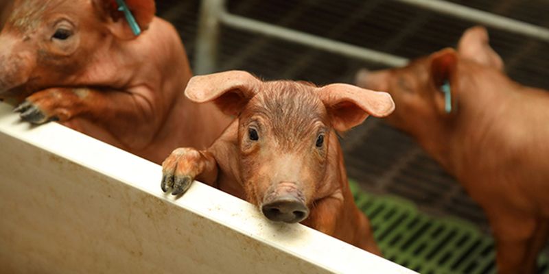 ICPOR garantiza la actividad de sus granjas como primer eslabón de la cadena alimentaria