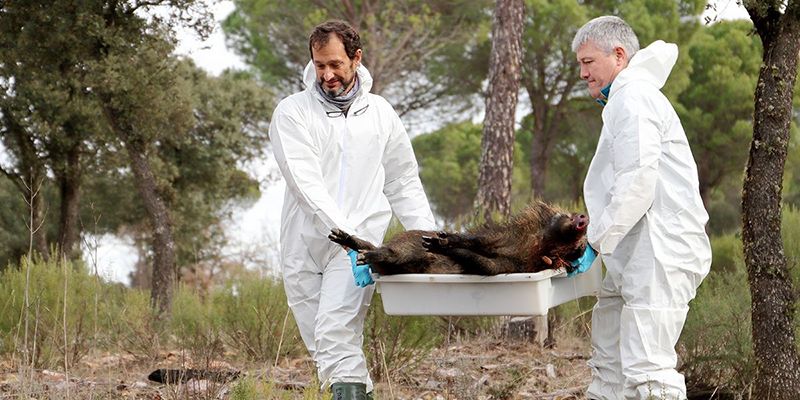 El grupo SaBio de la UCLM desarrolla un modelo matemático para mejorar el control epidemiológico de la peste porcina africana