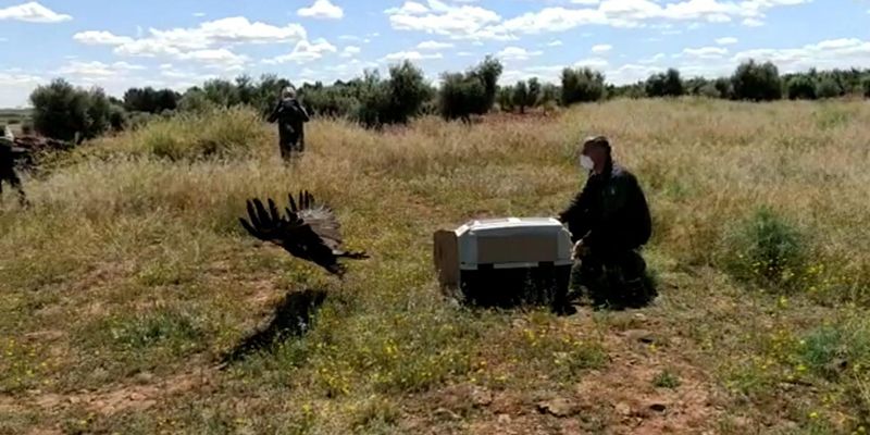La Junta lleva a participación pública la revisión del plan de recuperación del águila imperial ibérica