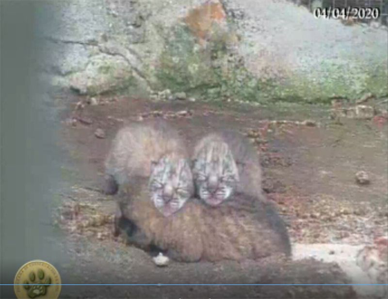 La temporada de cría del lince ibérico suma otros tres nuevos cachorros en los centros gestionados por Parques Nacionales