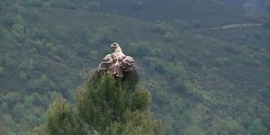 Liberado un ejemplar de águila imperial que ha sido recuperado en el Centro de Recuperación de Fauna Silvestre “El Chaparrillo”