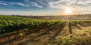 Unión de Uniones propone la destilación de solidaridad en el sector vitivinícola para alcohol sanitario