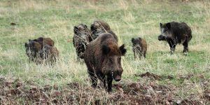 VOX Cuenca pide medidas que permitan el control de la fauna silvestre