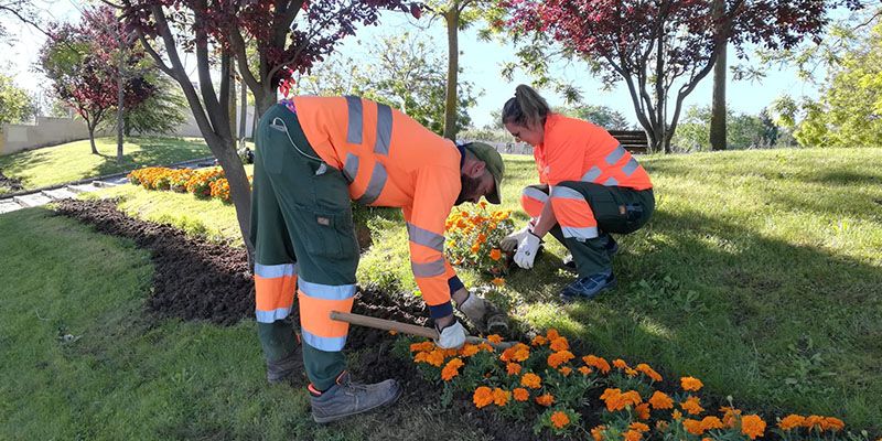 30.000 ejemplares de clavel y vinca adornarán numerosos espacios públicos de Guadalajara