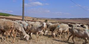 Castilla-La Mancha supera los 600 millones de euros de ayudas abonadas de la PAC, con la inyección hoy de más de cinco millones para vacuno de cebo