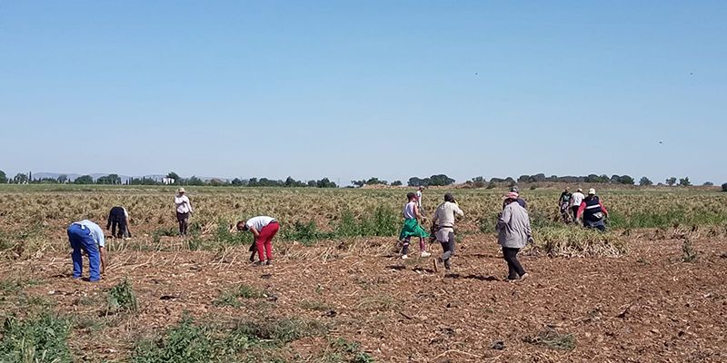 CCOO-Industria CLM inicia el plan sindical de visitas a explotaciones agrarias y atención a temporeros durante las campañas de este año