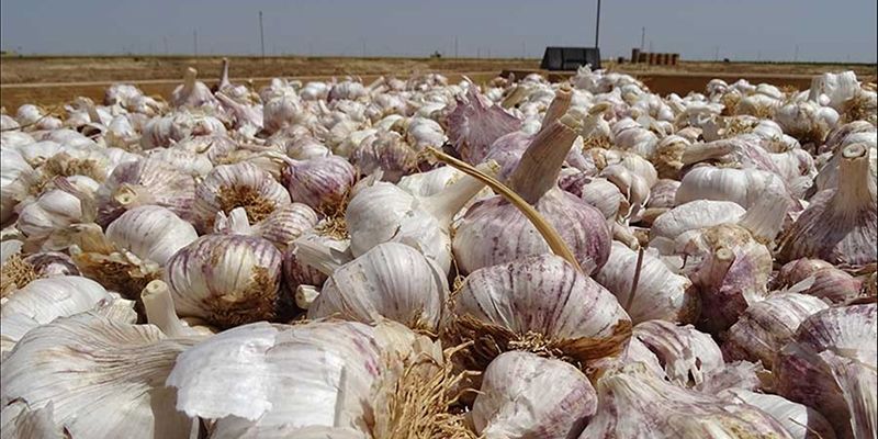 Conformada una bolsa de empleo de más de 5.600 personas inscritas para trabajar en las campañas agrícolas de Castilla-La Mancha