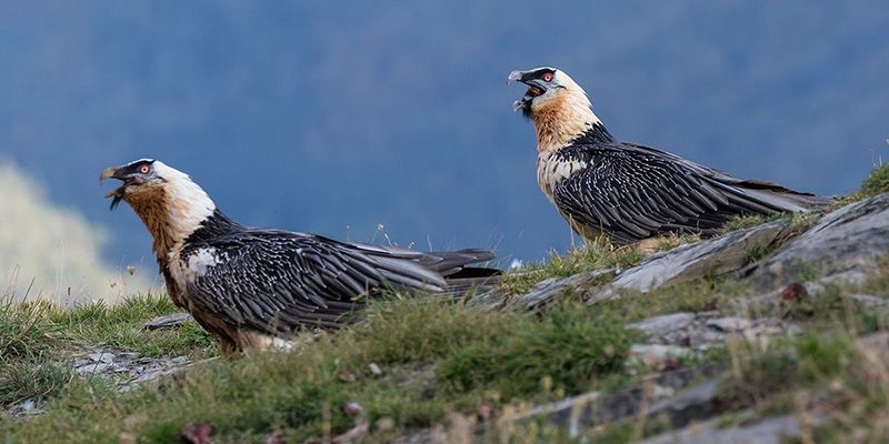 Investigadores del IREC analizan por primera vez la composición química de los excrementos de quebrantahuesos para estudiar su dieta