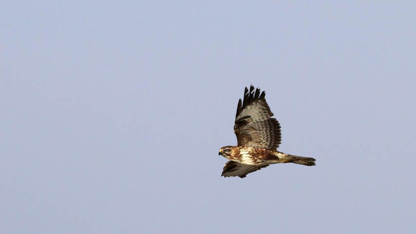 Investigadores del IREC avanzan en el uso de las aves rapaces como centinelas de la contaminación química en Europa