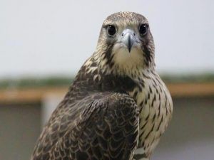 Investigadores del IREC optimizan un método para criopreservar el semen de las aves rapaces 2 Investigadores del IREC optimizan un método para criopreservar el semen de las aves rapaces