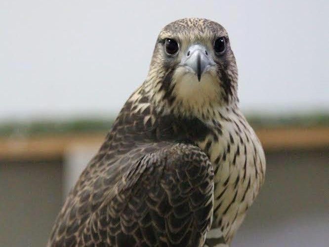 Investigadores del IREC optimizan un método para criopreservar el semen de las aves rapaces