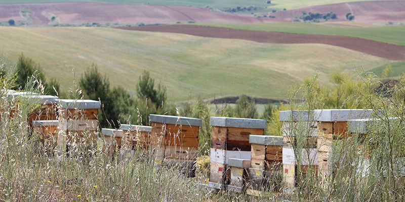 La Junta abona 238.896 euros de ayudas a 49 apicultores para la mejora de la biodiversidad 1 La Junta abona 238.896 euros de ayudas a 49 apicultores para la mejora de la biodiversidad