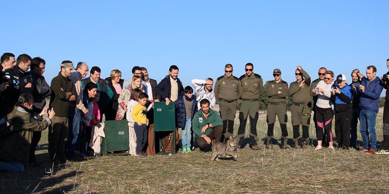 La Junta muestra su satisfacción tras aprobarse el proyecto europeo 'Life Lynxconnect' hasta 2025, un impulso definitivo para consolidar al lince ibérico