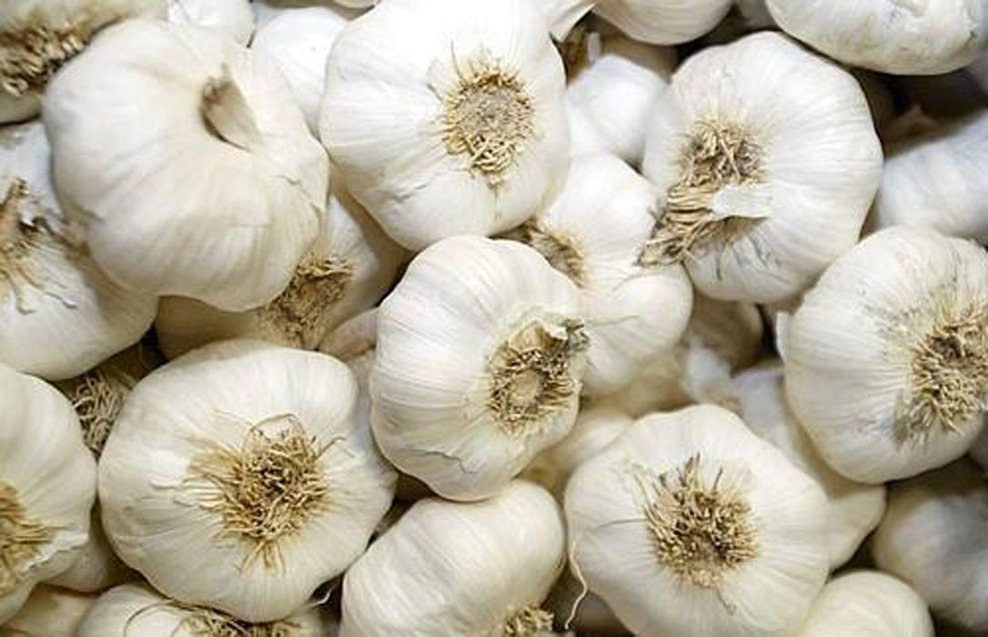 La Mesa Nacional del Ajo analiza el inicio de una buena campaña, previendo más de 1,5 millones de jornales y comercializando un 63% de su producción en mercados internacionales