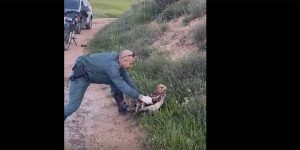 Rescatan en Guadalajara un águila calzada herida