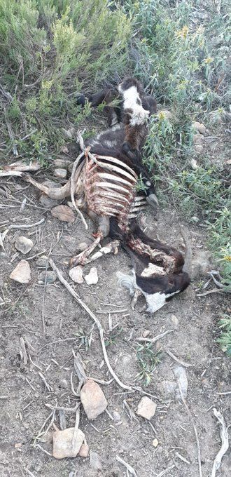 Se repiten los ataques de lobos al ganado en la Sierra Norte de Guadalajara