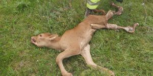 Apag denuncia un nuevo ataque de lobos al ganado en la Sierra Norte de Guadalajara