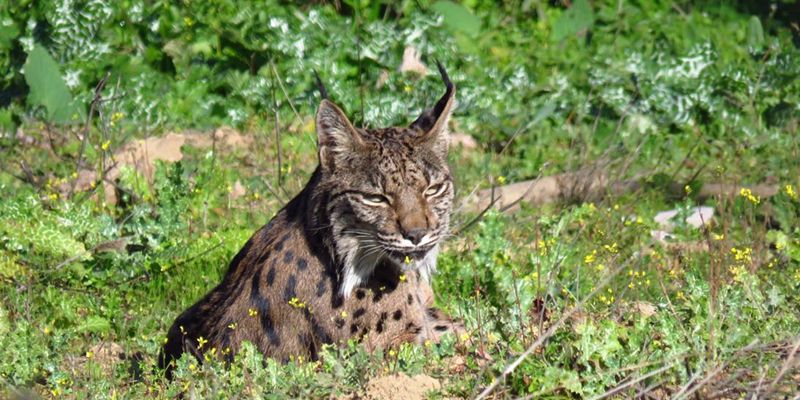 Castilla-La Mancha se suma a la campaña europea ‘Y tú, ¿qué haces por el Medio Ambiente’ destacando la recuperación del lince