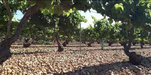 Castilla-La Mancha suscribe la propuesta de la AREV de solicitar a la Comisión Europea un presupuesto extraordinario para la recuperación urgente del mercado del vino