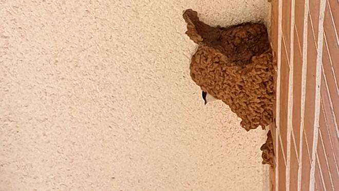 Destrozar nidos de golondrina te puede costar una multa de hasta 200.000 euros