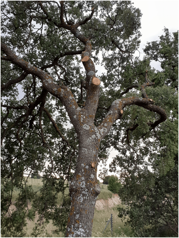 Ecologistas en Acción denuncia talas y podas indiscriminadas de Quercus (encinas) en la N-320 a la altura de Valdeluz 3 Ecologistas en Acción denuncia talas y podas indiscriminadas de Quercus (encinas) en la N-320 a la altura de Valdeluz