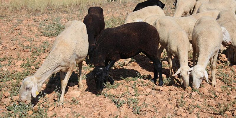 El Gobierno regional abona hoy más de 10 millones de euros de ayudas, destacando el adelanto de las de bienestar animal en cinco meses
