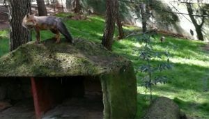 Este sábado reabre sus puertas el Zoológico de Guadalajara con todas las medidas de seguridad e higiene frente al coronavirus