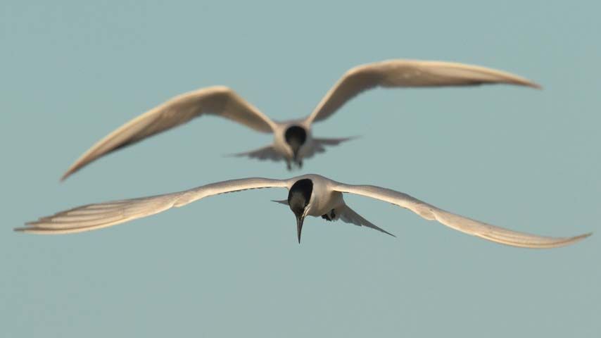 Investigadores del IREC advierten de los efectos negativos de los plaguicidas organoclorados sobre la salud reproductiva de las aves