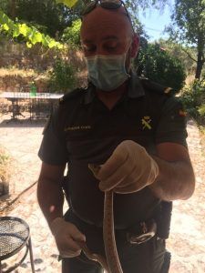 La Guardia Civil de Guadalajara captura una culebra de escalera en el baño de un vecino de Hueva
