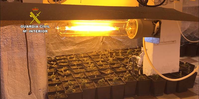 La Guardia Civil desmantela una plantación de marihuana “indoor” en El Casar