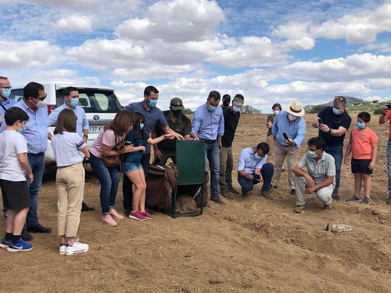 La Junta finaliza la campaña de refuerzo de poblaciones de lince ibérico en la región liberando al medio natural el décimo ejemplar en los Montes de Toledo