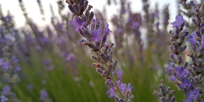 Los agricultores de cultivo de aromáticas en Castilla-La Mancha reciben este viernes, tres meses antes respecto al año pasado, 67.000 euros de ayudas