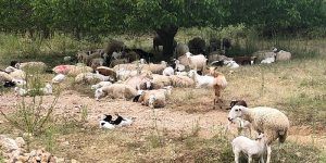 Los agricultores de ecológica y ganaderos de razas autóctonas de Guadalajara reciben una inyección económica de casi un millón de euros