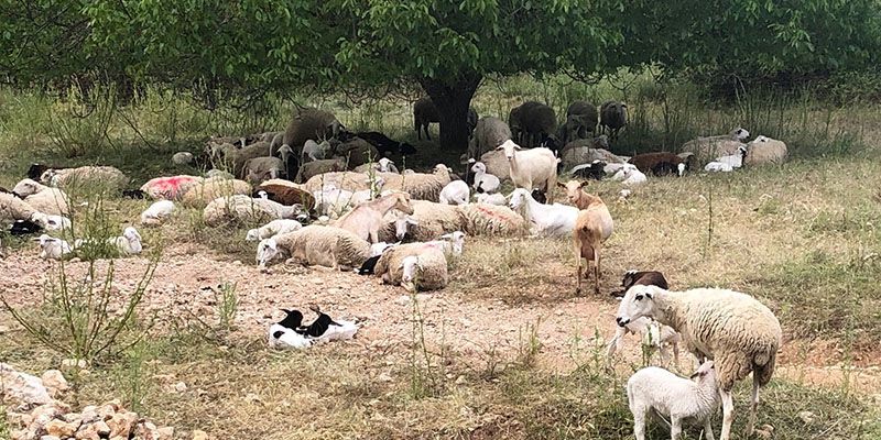 Los agricultores de ecológica y ganaderos de razas autóctonas de Guadalajara reciben una inyección económica de casi un millón de euros