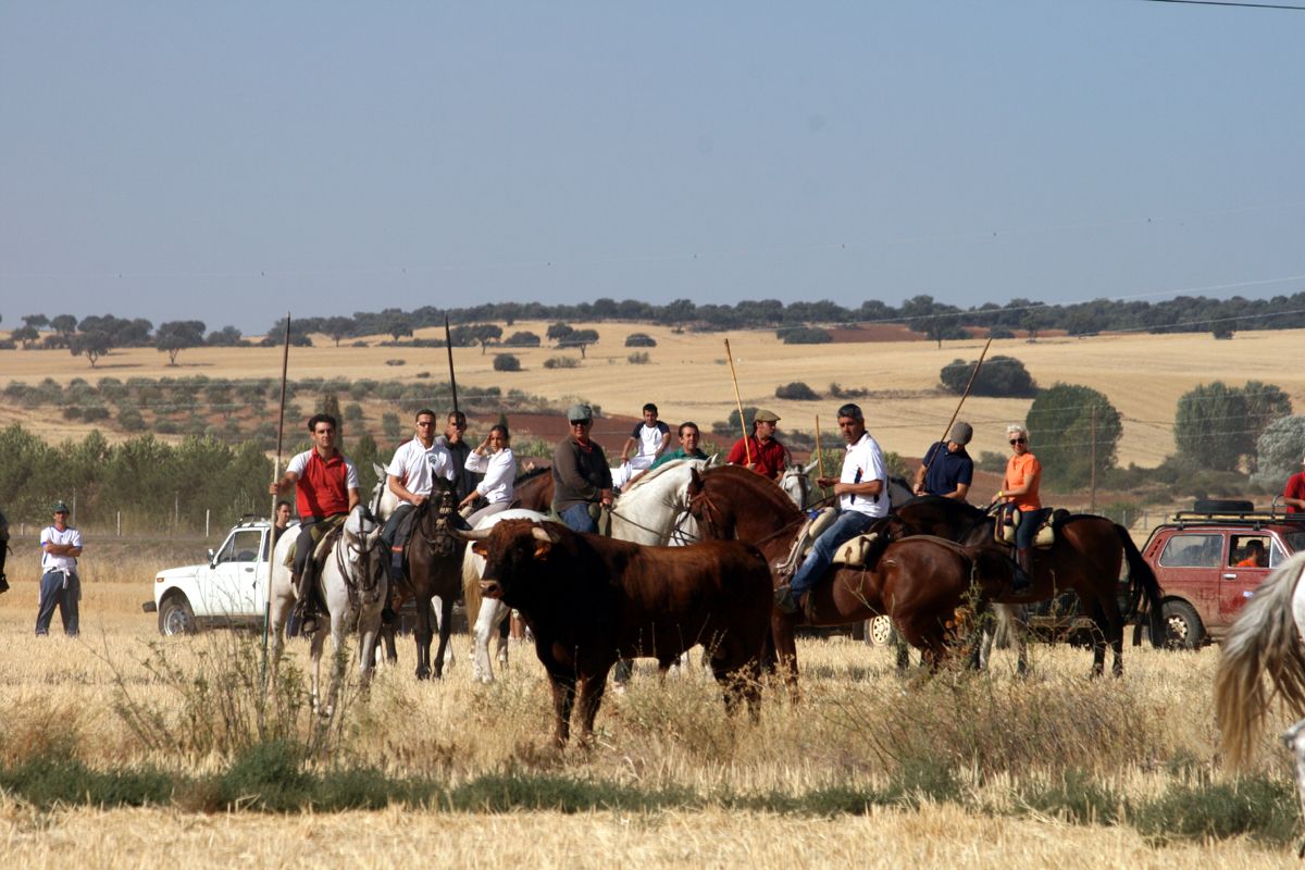 Los ganaderos de reses bravas de Guadalajara llaman a la prudencia a ayuntamientos, comisiones y peñas taurinas 3 Los ganaderos de reses bravas de Guadalajara llaman a la prudencia a ayuntamientos, comisiones y peñas taurinas