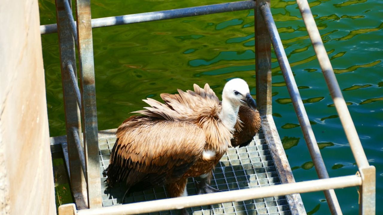 Agentes medioambientales rescatan un buitre leonado en el embalse de Pálmaces
