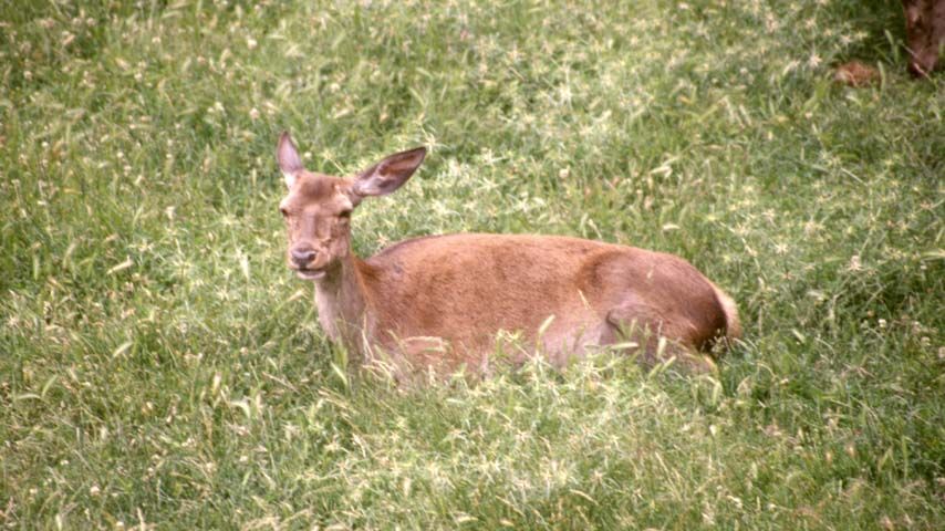 Científicos del IREC identifican la mejor estrategia para administrar tratamientos sanitarios al ciervo silvestre por vía oral 1 Científicos del IREC identifican la mejor estrategia para administrar tratamientos sanitarios al ciervo silvestre por vía oral