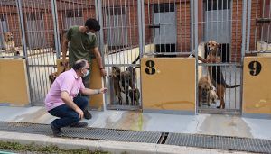 El Albergue de Animales de Cuenca consigue que en el último año un centenar de perros encuentren una familia