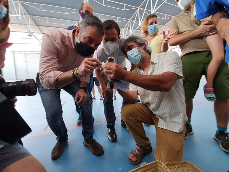 El Gobierno de Castilla-La Mancha participa en un proyecto de reintroducción en la región del cernícalo primilla, especie catalogada como ‘vulnerable’