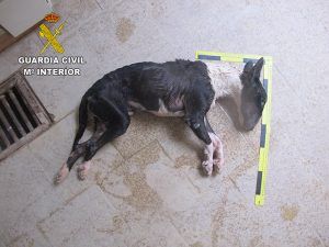 La Guardia Civil investiga a una persona en Brihuega por dejar morir a su perro de hambre