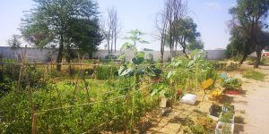 Los huertos urbanos de Tarancón inician nueva temporada en septiembre y abren inscripciones