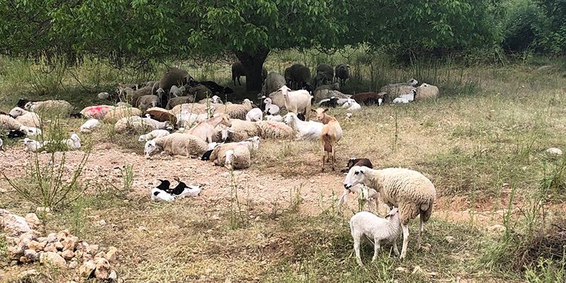 Agricultores y ganaderos de zonas de montaña o con limitaciones naturales de Guadalajara reciben cerca de tres millones de euros