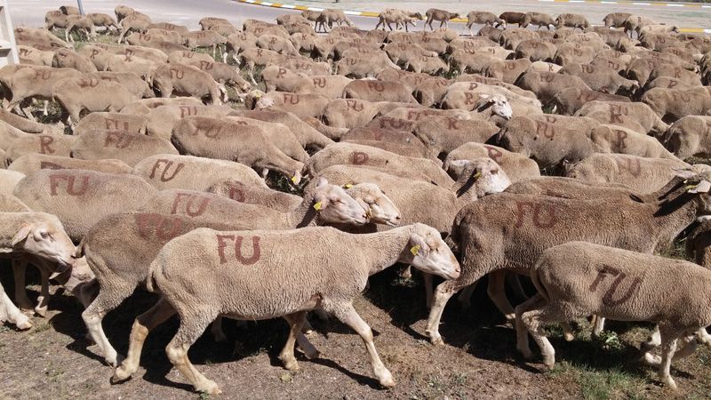 Castilla-La Mancha ha abonado 9,6 millones de euros para el mantenimiento de la ganadería extensiva en el primer semestre de 2020