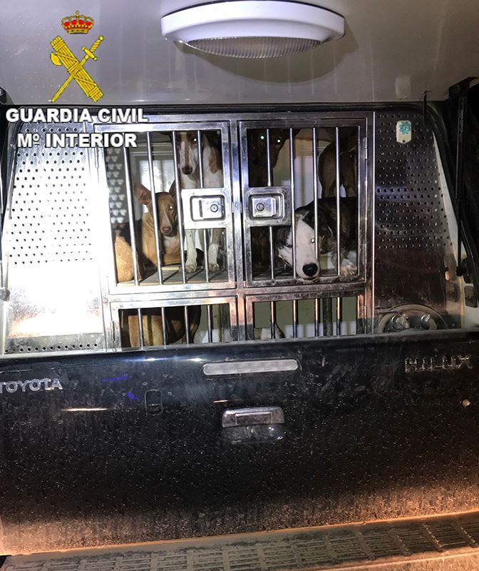 La Guardia Civil de Saelices investiga a dos cazadores furtivos a los que sorprendieron con perros y un cuchillo ensangrentado 3 La Guardia Civil de Saelices investiga a dos cazadores furtivos a los que sorprendieron con perros y un cuchillo ensangrentado