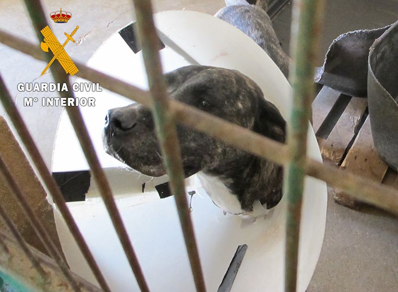 La Guardia Civil localiza a las dos personas, una de Guadalajara, que habían abandonado a dos perros en Tafalla y Viana 3 La Guardia Civil localiza a las dos personas, una de Guadalajara, que habían abandonado a dos perros en Tafalla y Viana