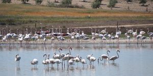 El Gobierno de Castilla-La Mancha celebra el ‘Día Mundial de las Aves’ los próximos dos fines de semana de octubre con numerosas actividades